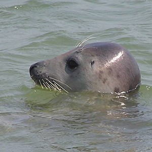 Zeekajakweek Vlieland